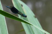 Calopteryx splendens