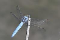 Orthetrum brunneum