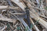 Orthetrum cancellatum