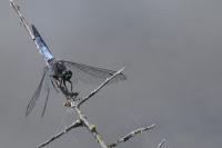 Orthetrum cancellatum