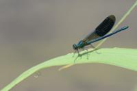 Calopteryx splendens