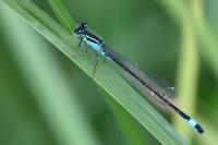 Ischnura elegans
