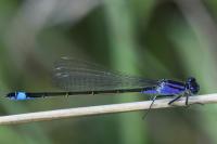 Ischnura elegans