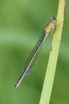 Ischnura elegans