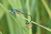 Ischnura elegans