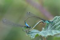 Ischnura elegans