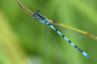 Coenagrion mercuriale