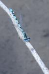 Coenagrion mercuriale