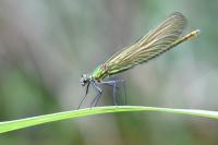 Calopteryx splendens