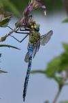 Anax imperator