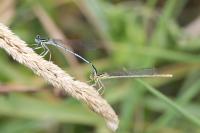 Platycnemis pennipes