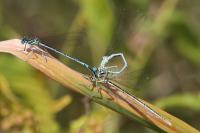 Platycnemis pennipes