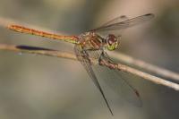 Sympetrum meridionale