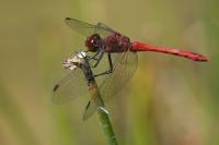 Sympetrum sanguineum