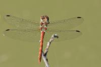 Sympetrum striolatum