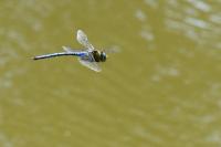 Anax imperator