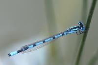 Enallagma cyathigerum