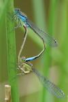 Ischnura elegans