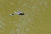Anax imperator