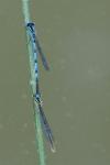 Erythromma lindenii