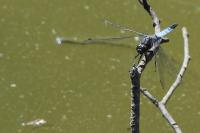 Orthetrum cancellatum