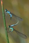 Ischnura elegans