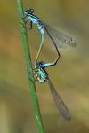 Ischnura elegans