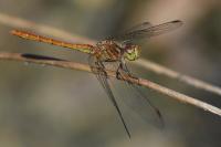 Sympetrum meridionale