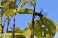 Libellula depressa