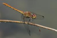 Sympetrum meridionale