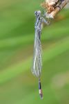 Ischnura elegans