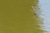 Anax imperator