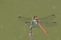 Sympetrum striolatum