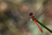 Sympetrum sanguineum