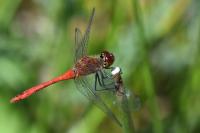 Sympetrum sanguineum