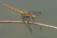 Sympetrum meridionale