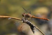Sympetrum meridionale