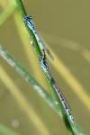 Enallagma cyathigerum
