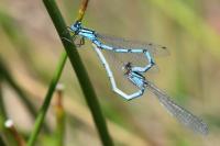 Enallagma cyathigerum