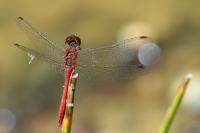 Sympetrum sanguineum