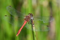 Sympetrum sanguineum