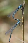 Enallagma cyathigerum