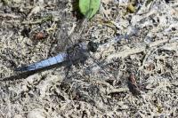 Orthetrum cancellatum
