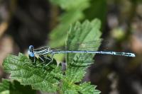 Platycnemis pennipes