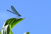 Calopteryx splendens