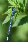 Enallagma cyathigerum