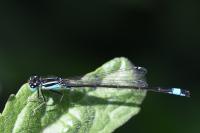 Ischnura elegans