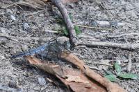 Orthetrum cancellatum