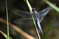 Orthetrum cancellatum