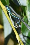 Enallagma cyathigerum
